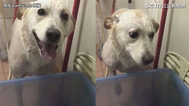 汪汪不想洗澡說人話　猛喊阿嬤討救兵