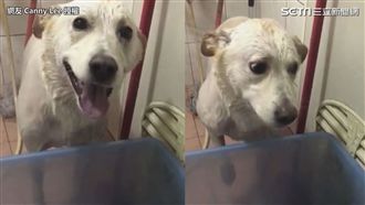 汪汪不想洗澡說人話　猛喊阿嬤討救兵