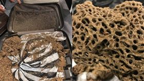 螞蟻,非洲,Addis Ababa,阿迪斯阿貝巴,四川,成都,泡酒,本草綱目　圖／翻攝自中新網