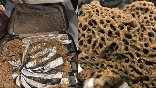 陸旅客為「浸酒」　整窩螞蟻放行李