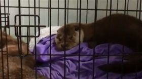 水獺,車禍,死亡（圖／翻攝自Hillswick Wildlife Sanctuary臉書）