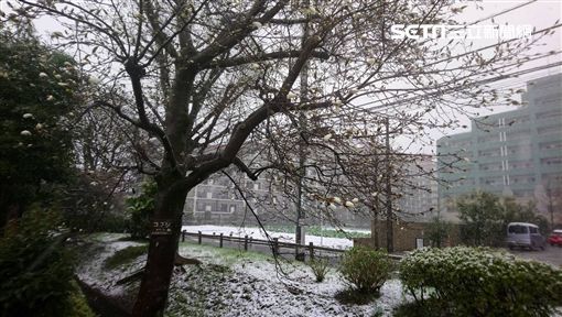 潘彥瑞,春分,日本,櫻花,東京,下雪,櫻花雪景