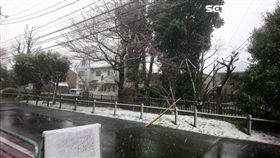 潘彥瑞,春分,日本,櫻花,東京,下雪,櫻花雪景