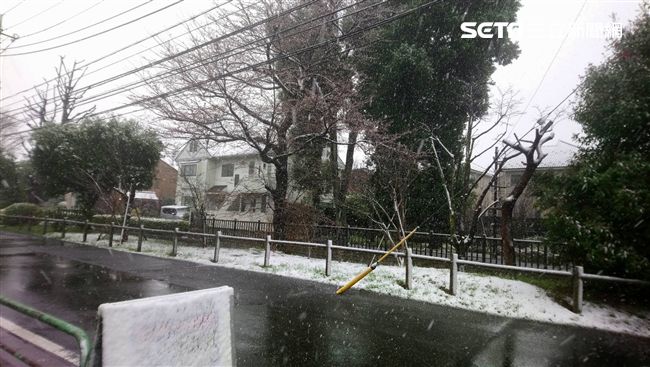 直擊／日本櫻花綻放　東京街頭竟飄雪