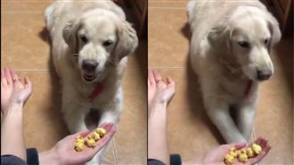 阿金玩猜猜零食2選1　猜錯還爆氣