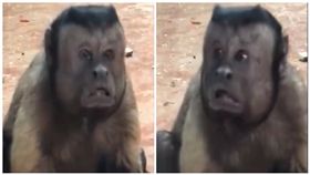猴子,人臉猴,大陸,動物園,黑帽懸猴,浙江,寧波,雅戈爾動物園／YouKu