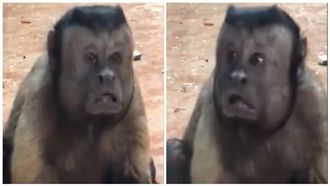 「人臉猴」悟空轉世　網：管理員別裝