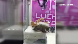 貓咪公仔滾不停　娃娃機玩家崩潰惹～
