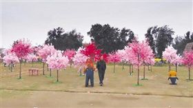 中國大陸辦「櫻花旅遊節」　現場竟是滿滿塑膠假花
圖／翻攝自微博