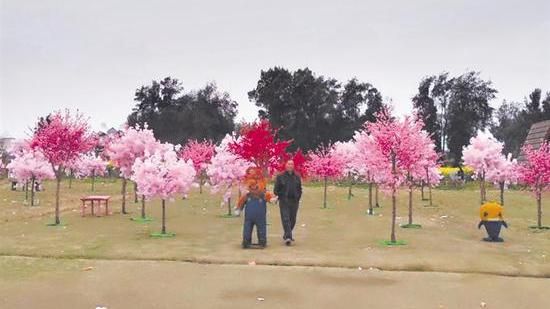 陸辦櫻花旅遊節　現場竟是滿滿假花