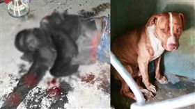 賊亂闖民宅，遭忠狗咬爛耳朵大失血。翻攝自《鏡報》