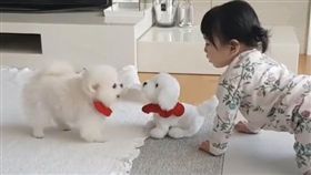 博美、機器狗吵架。（翻攝自IG）