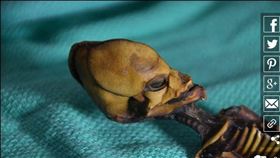 研究證實「阿塔」為一位女嬰。（圖／翻攝自Daily Mail）