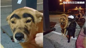 苗栗,流浪狗,浪浪,橡皮筋,噴漆,黑漆,幸福狗園,陳淑娟,麥克(圖/合成圖/幸福狗流浪中途臉書)