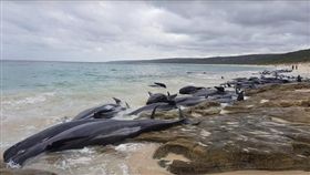 擱淺,澳洲,伯斯,領航鯨　圖／翻攝cbsnews