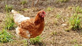 養雞場、餵雞／pixabay