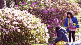 台大杜鵑花節登場台灣大學杜鵑花節10日登場，校園椰林大道旁一叢叢的杜鵑花盛開，吸引民眾前來賞花，兩名小女孩賞花之餘，也撿拾地上落花排成圓圈。中央社記者施宗暉攝　107年3月10日