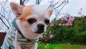 吉娃娃。（示意圖）