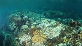 墾丁水溫破30度 珊瑚白化17年來最嚴重(中央社)