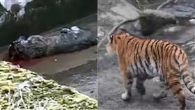 老虎,相親,受種,丹麥,哥本哈根,Copenhagen,Lars Holse,動物園,咬死,攻擊 圖／翻攝自EkstraBladet https://goo.gl/XBs5A3