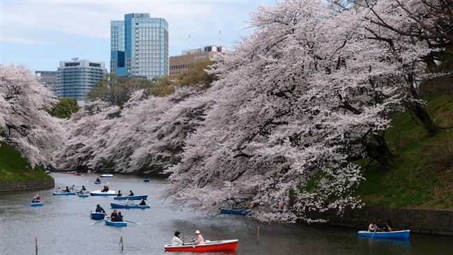東京櫻花季開始！比往年平均早了9天