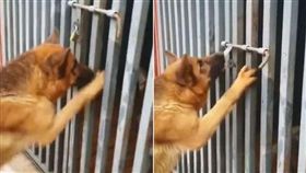 寵物,新奇,毛小孩,汪星人,狗,爆笑公社,狼犬,狼狗　圖／翻攝自臉書