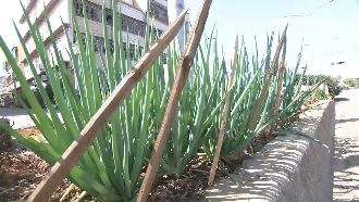 老夫妻分隔島種菜　違法最高可罰6千