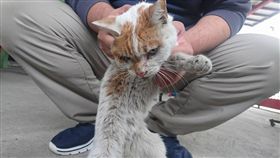 花蓮雲翠主委走失的貓兒子回家了（圖／翻攝自花蓮人臉書）