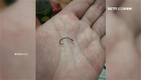 男買夜市胡椒蝦　蝦頭藏釣鉤險下鉤