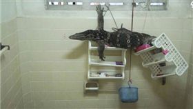 泰國,蜥蜴,浴室,影片,樹蜥 圖／翻攝自YouTube