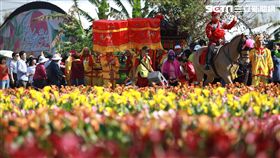 2018桃園彩色海芋季,花卉,桃園市,花田,婚禮,海芋,彩色海芋