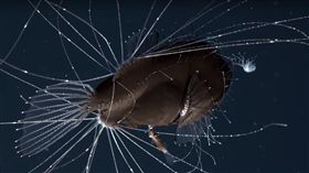 鮟鱇魚（截自youtube）