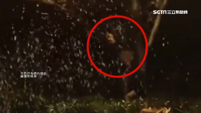 自製櫻花雨！陸男手搖樹抖落櫻花挨批