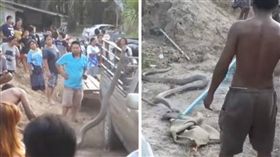 泰國,貓頭鷹,蛇,眼鏡王蛇,獵食（圖／翻攝自Dechathorn Sangsupt YouTube）