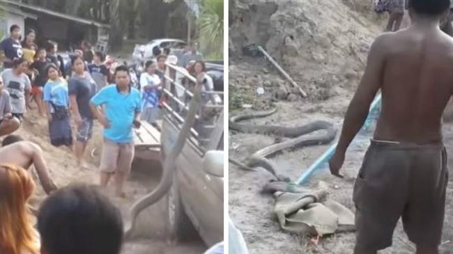 眼鏡蛇王聳立獵食　男驚：像我一樣高