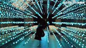 垂楊介星光隧道,韓國旅遊,丹陽。（圖／記者簡佑庭攝）