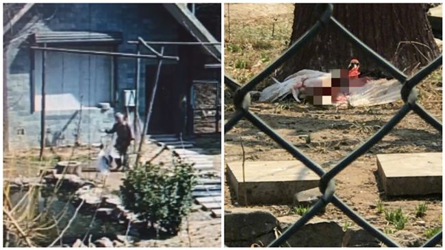 陸瀕危丹頂鶴　遭飼養員棒打骨折爆血
