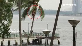 K陸爬星椰樹0700