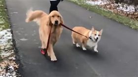 美國,黃金獵犬,阿金,柯基,遛狗,狗,Winston,Brody,牽繩（圖／翻攝自winston_adventure_pup IG）