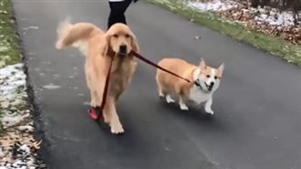 這是我的寵物！阿金咬繩「遛」柯基