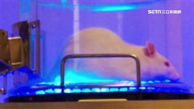 老鼠、藍光、藍光實驗