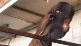 山羊,異形,埃及,醜,相貌（圖／翻攝自臉書احمد رمضان السيد）