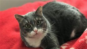 貓咪狂叫救了休克爸爸。（圖／翻攝自The Dodo）