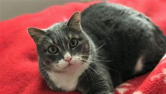 就像美洲獅咆哮！喵星人狂叫救休克父