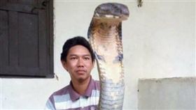 毒蛇,蛇頭,人臉,造假,眼鏡王蛇,印尼（圖／翻攝自臉書）