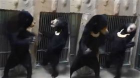 小熊被母熊賞巴掌影片瘋傳（圖／翻攝自ぺっこ推特）https://twitter.com/tomotomotomomo/status/976458224348966912