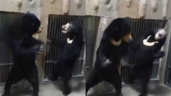 黑熊母賞子巴掌嚇傻　網驚：根本人類