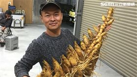 孟宗竹,大筍王,農民,竹筍,罕見,梅山,嘉義