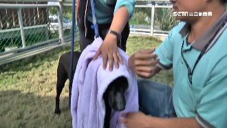 遇惡犬咬人怎麼辦？專家教你保命4招