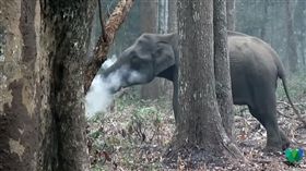 大象在森林裡「吞雲吐霧」，彷彿像是在抽菸（圖／翻攝自YouTube）